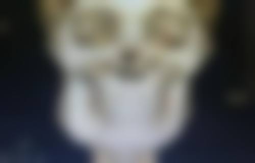 蔡里医生擅长项目